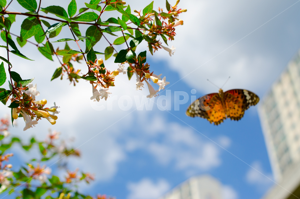 나비,꽃,여름,하늘,생동감,butterfly,flower,summer,sky,lively,blue,파란,식물,자연,plants,nature,꽃,flower,곤충,벌레,insect,bug