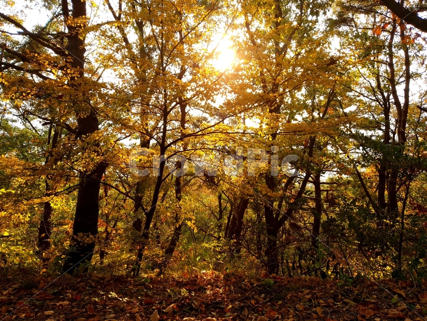 나무,노을,등산,산,낙엽,가을,문수산경치,가을등산,가을,계절,fall,autumn,season,자연,풍경,nature,landscape,flare,플레어,light,빛,sunlight,햇빛,tree,plant,식물,tree trunk,나무 줄기