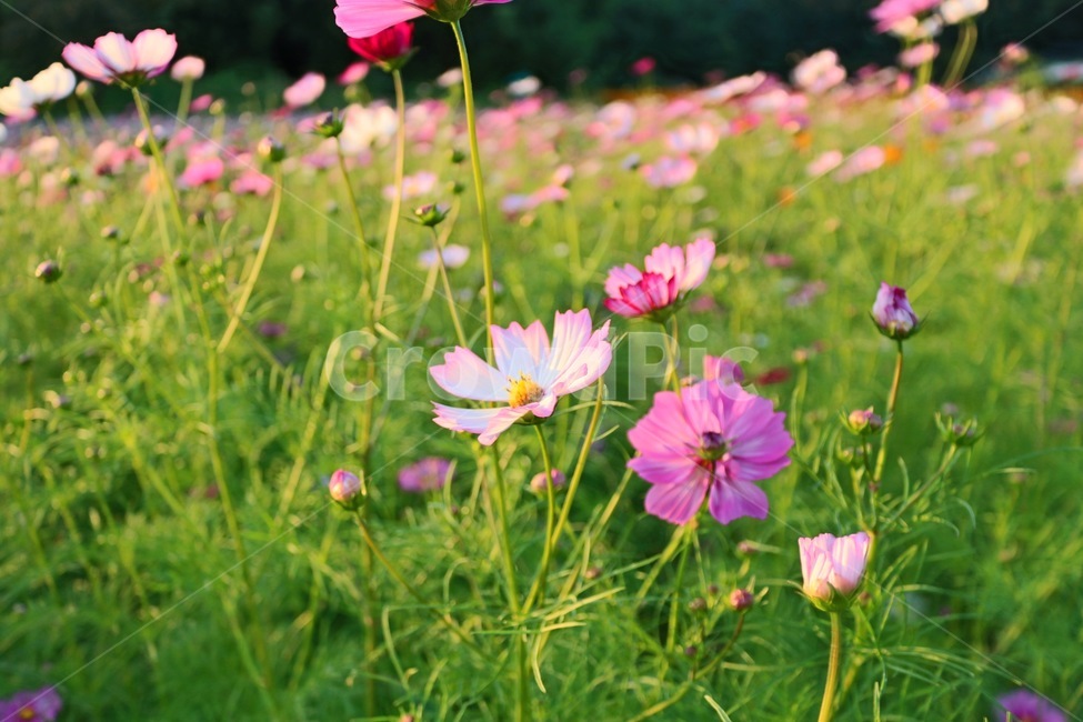 코스모스,노을,가을,식물,꽃,가을,계절,fall,autumn,season,식물,자연,plants,nature,꽃,flower,geranium,제라늄,plant,blossom,petal,꽃잎