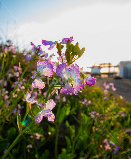 꽃,식물,자연,보라색,flower,식물,자연,plants,nature,꽃,flower