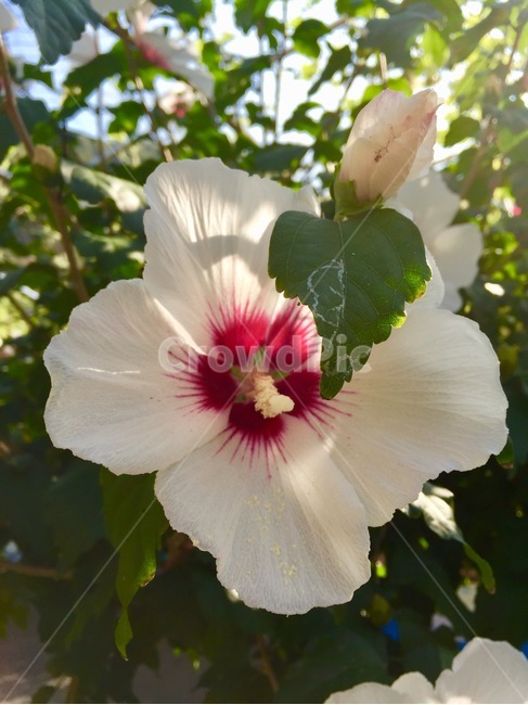 무궁화,국화,식물,나라꽃,나무,식물,자연,plants,nature,꽃,flower