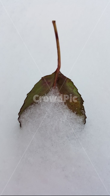 겨울,하얀눈,나뭇잎,춥다,하얀세상,겨울,계절,winter,season