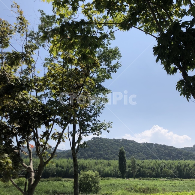 산,푸른,나무,초록,하늘,자연,풍경,nature,landscape,tree,plant,식물,outdoors,옥외,field,들,grassland,목초지,tree trunk,나무 줄기