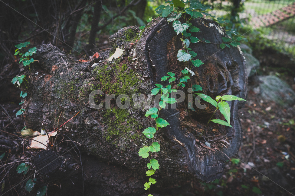 식물,plant,잘린,오래된,분위기,나무,식물,자연,plants,nature,나무,trees,wood