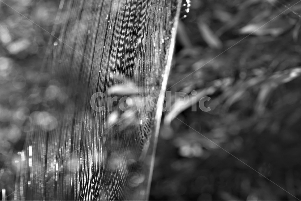거미줄,거미,거미의사냥,거미집,먹이잡이,흑백,모노톤,monochrome,black and white