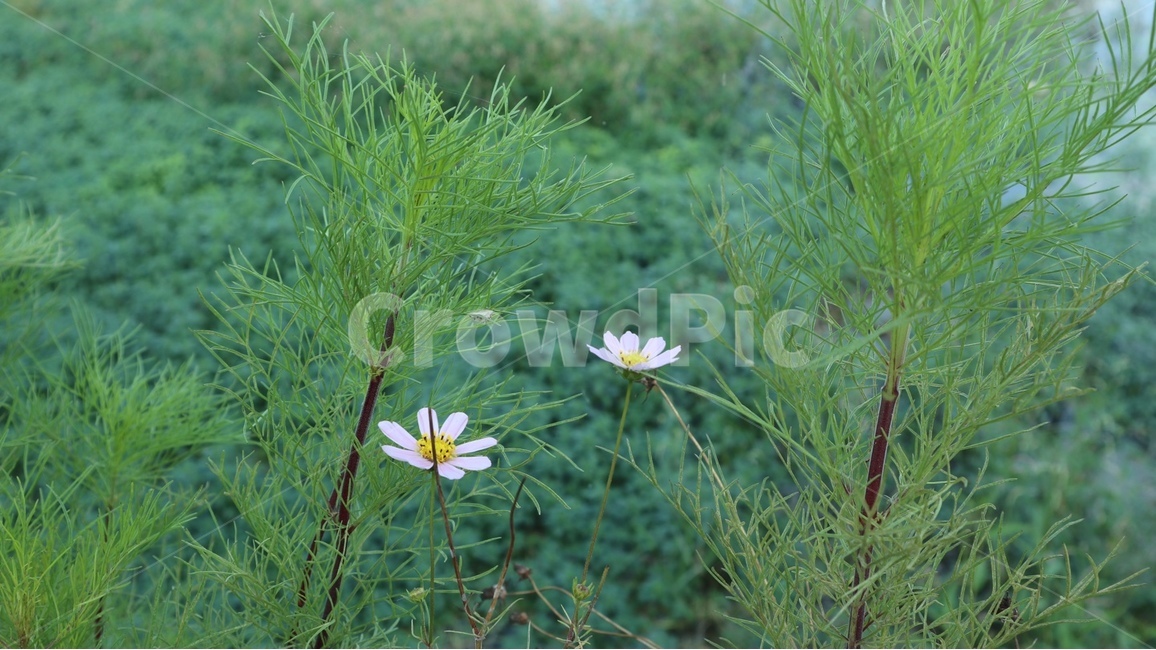 plant,식물,꽃,flower,연못
