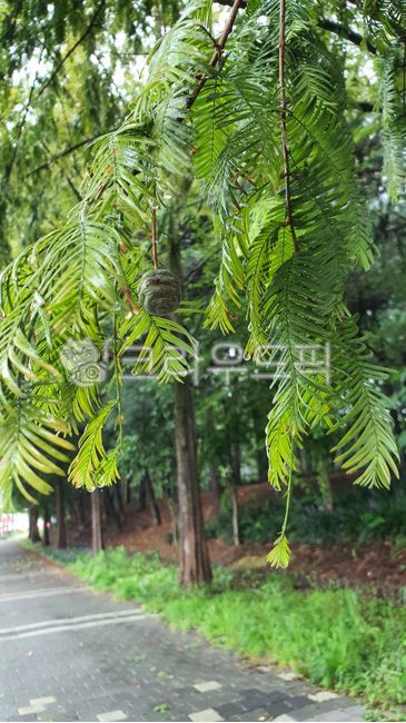 sidewalk,rain,green,After the rain,rainy road,nature,tree,walkway,rainy street,leaf,wet leaves,road,The rainy season,pine cone,Rainy Day,Tree in the rain,road name,fresh