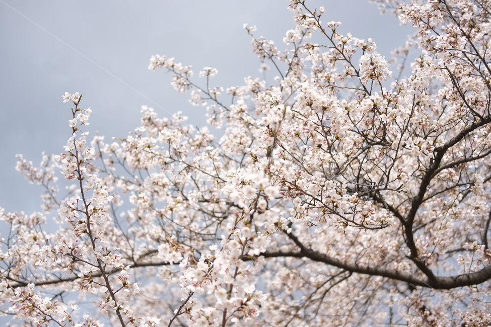 봄,벚꽃,꽃,안산,안산둘레길,서대문구,하늘,나무,cherry,cherryblossom,산책,flower,sky,pink,분홍,분홍색,만개,blossom,자연,nature,봄,계절,spring,season,식물,자연,plants,nature,꽃,flower,plant