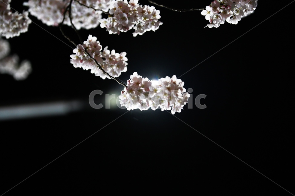 꽃,벚꽃,봄,풍경,사진,봄,계절,spring,season,야경,밤,풍경,nightscape,night,landscape,식물,자연,plants,nature,꽃,flower,plant,cherry blossom,blossom