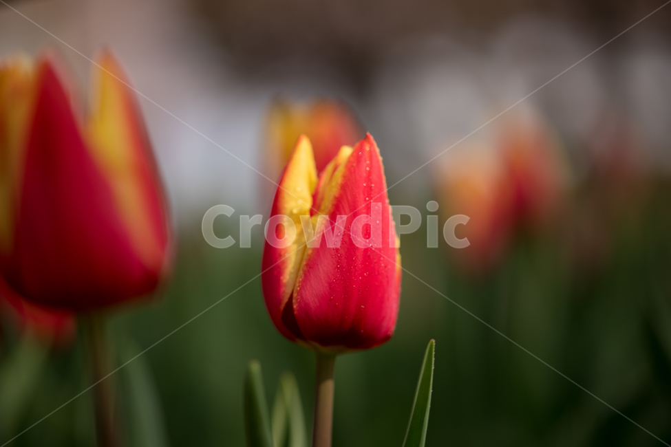 튤립,꽃,봄,봄꽃,식물,야외,실외,도심공원,봄,계절,spring,season,식물,자연,plants,nature,꽃,flower,plant,blossom