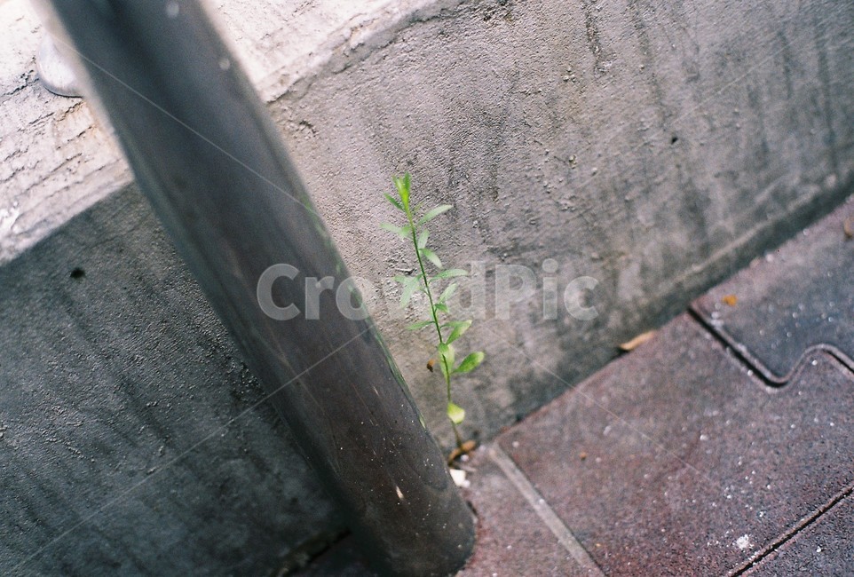풀,테라스,난간,홀로,생명,식물,자연,plants,nature