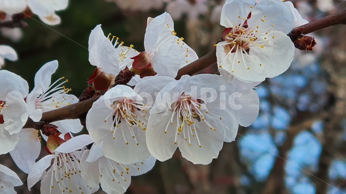 plant,식물,pollen,화분,매화