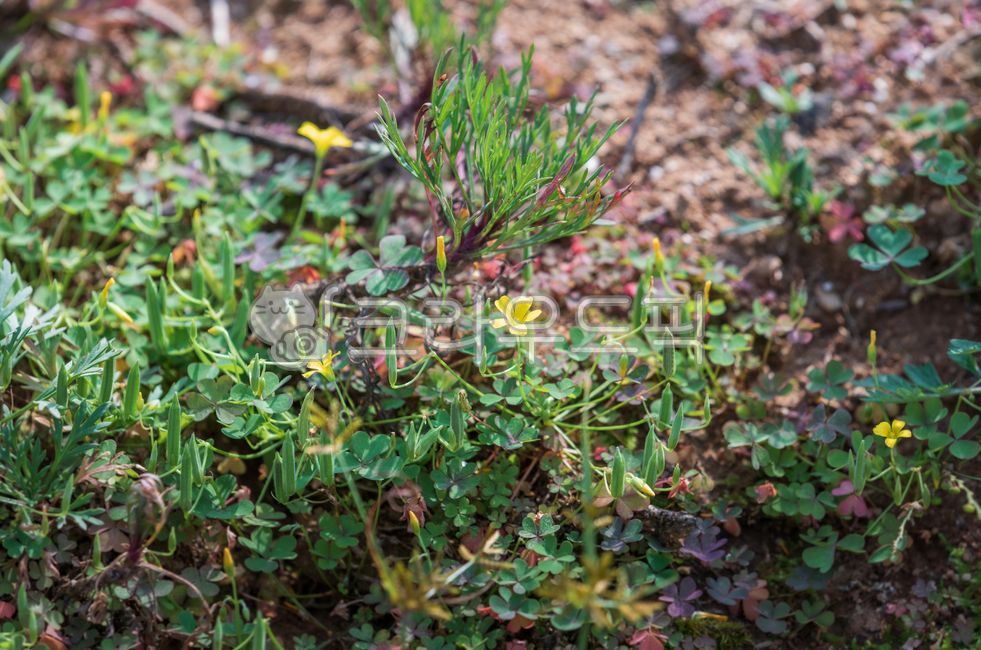 sleepingbeauty,green,nature,yellow,perennial plant,soil,creepingwoodsorrel,leaf,flower,outdoor,petal,plant,oxaliscorniculata,hoe