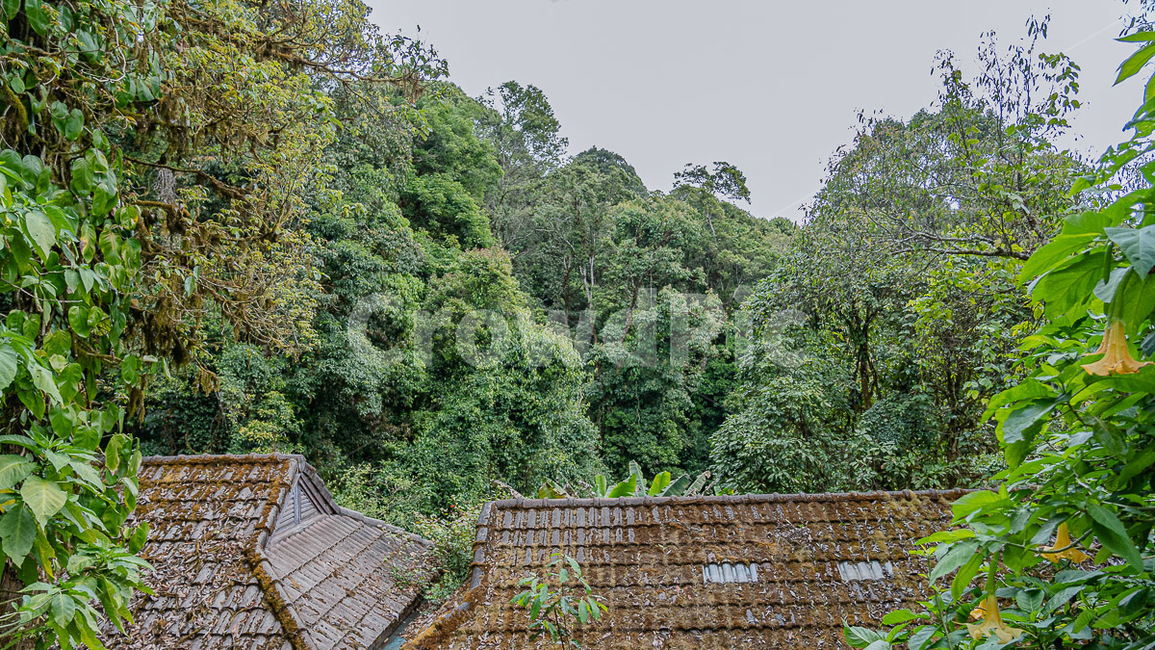 plant,식물,vegetation,초목,roof,지붕