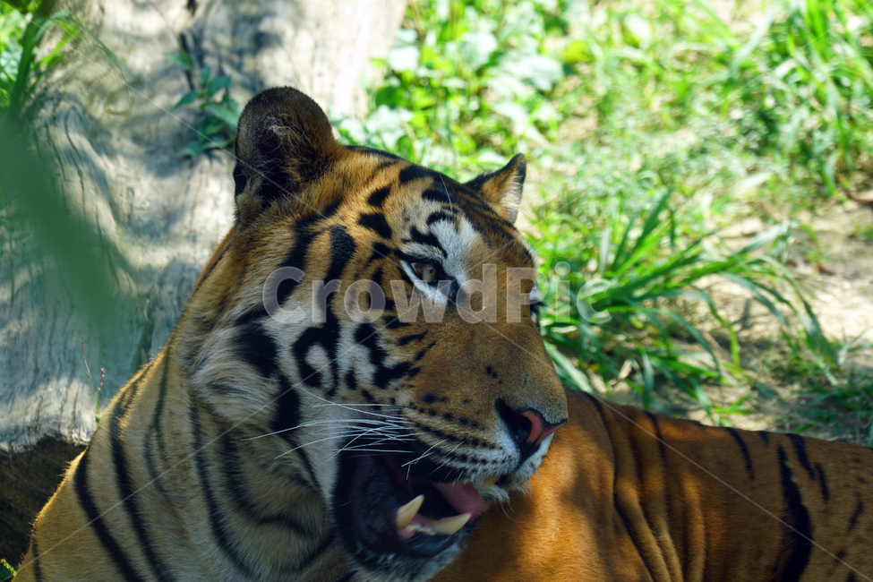 호랑이,벵갈호랑이,타이거,tiger,동물,포유류,animal,고양이과,자연,nature,이빨,송곳니,육식동물,무섭다,무서운,맹수,얼굴,짐승,beast,savage,mammal,동물,animal,포유류,mammal