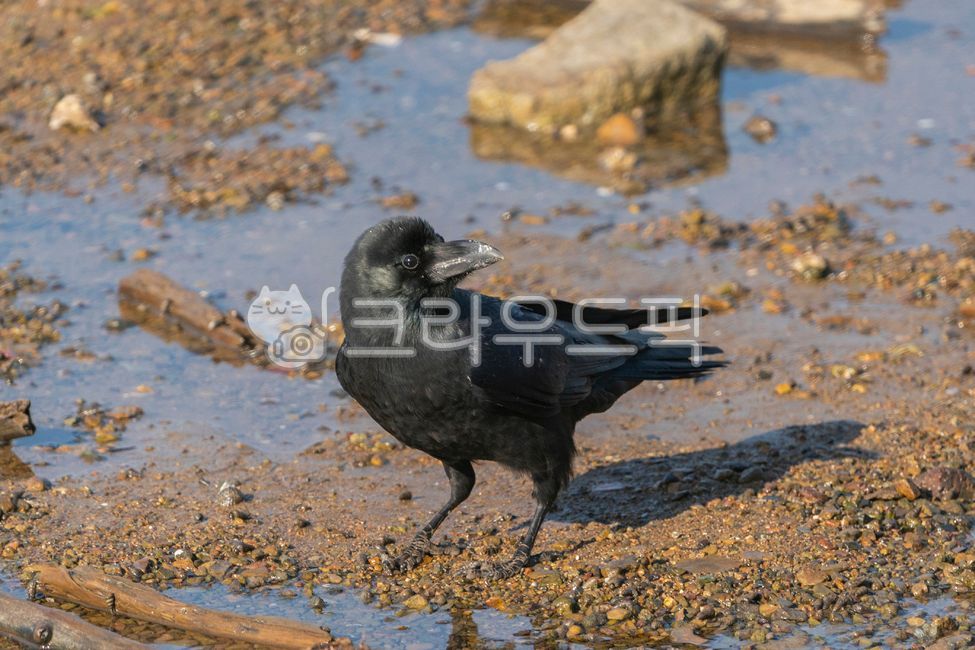 조류,야생,야생동물,까마귀,큰부리까마귀