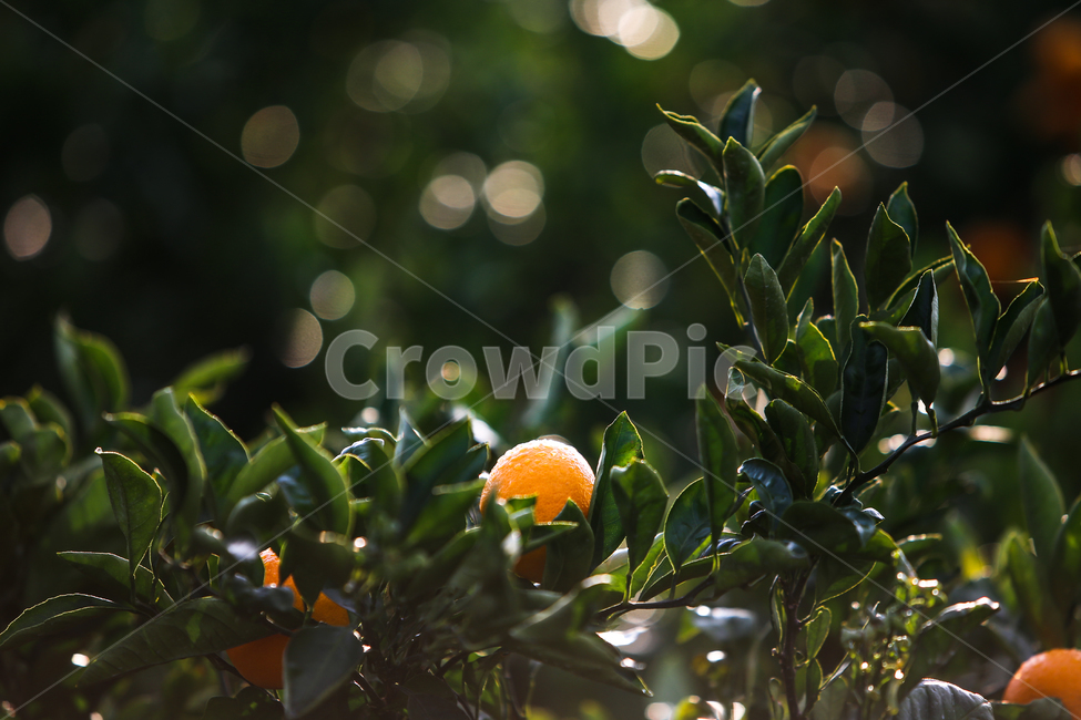 감귤,과일,이슬,싱그러운,신선한,열매,자연,제주도,특산물,나무,농산물,귤나무,과수원,음식,식물,나뭇잎,노랑색,농장,물방울,노란색,동그란,노랑,녹색,초록,잎사귀,싱싱한,야외,조생귤,과일,열매,fruit,휴식,힐링,rest,relaxation,healing