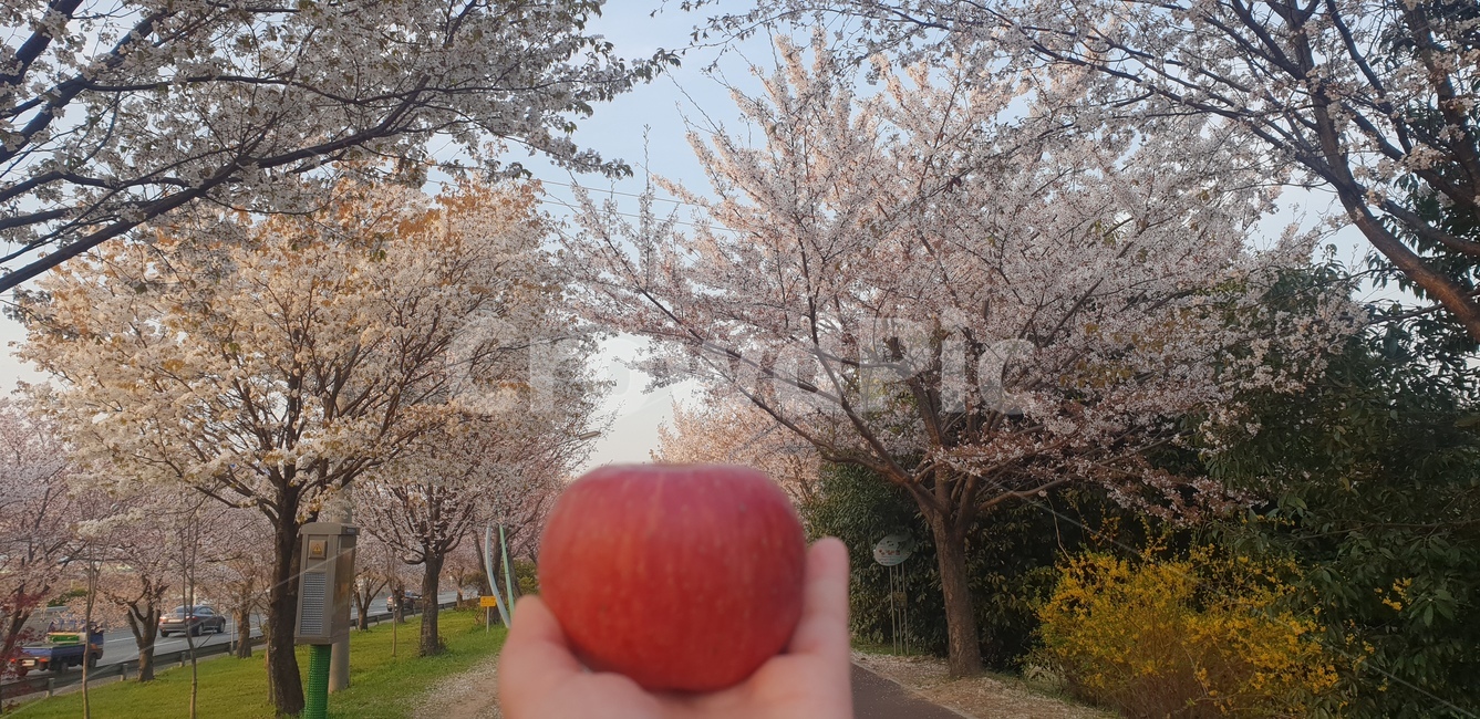 봄,벚꽃,사과,꽃길,벚꽃풍경,봄꽃,개나리,꽃놀이,자연,벚꽃사과