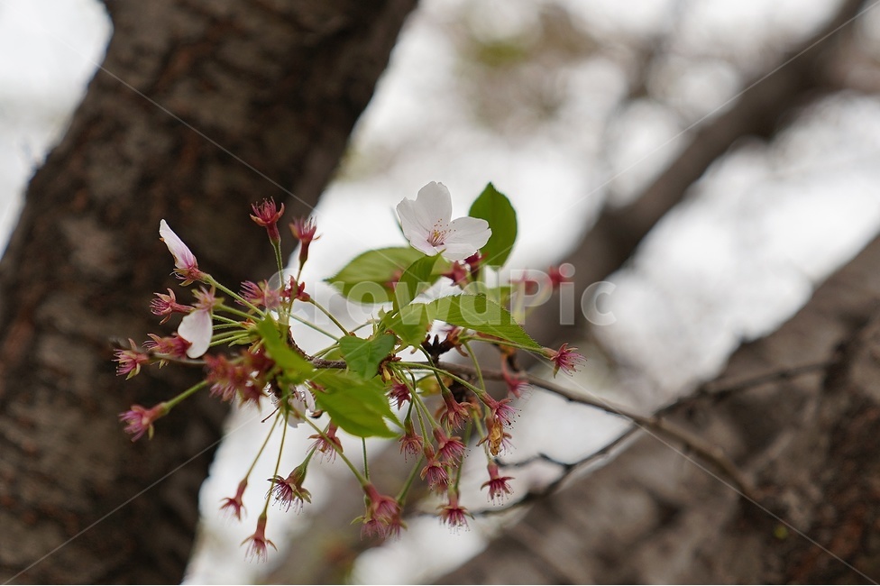꽃,봄,향기,보케,아웃포커싱,봄,계절,spring,season,식물,자연,plants,nature,꽃,flower,plant