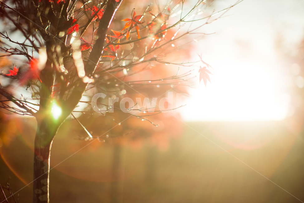 가을,가을색,빛,빛번짐,단풍,붉은색,노을,빛내림,하늘,light,flare,플레어,plant,식물,leaf,잎,sunlight,햇빛