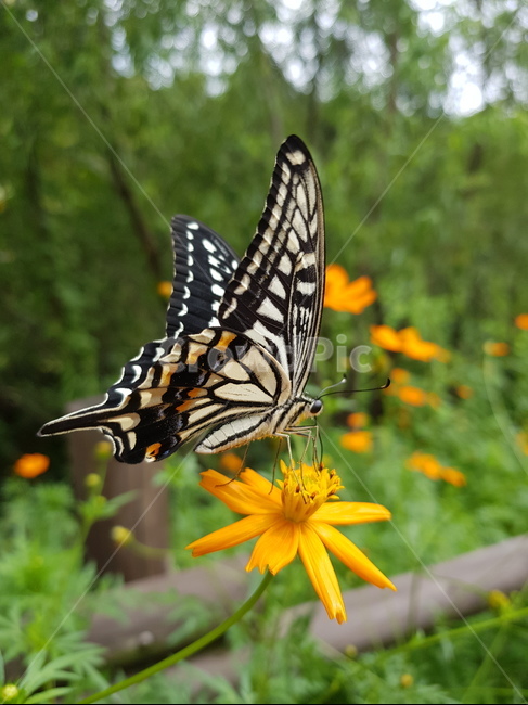 호랑나비,나비,swallowtailbutterfly,butterfly,꽃,동물,animal,곤충,벌레,insect,bug