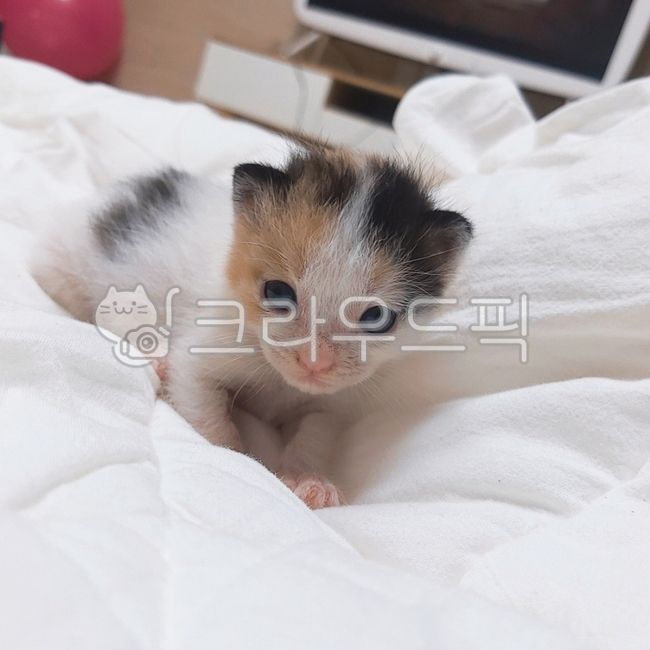 Pets,kitten,cat,Kitty,animal