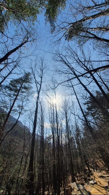 하늘,sky,나무,빛,햇빛,sunlight,tree,light