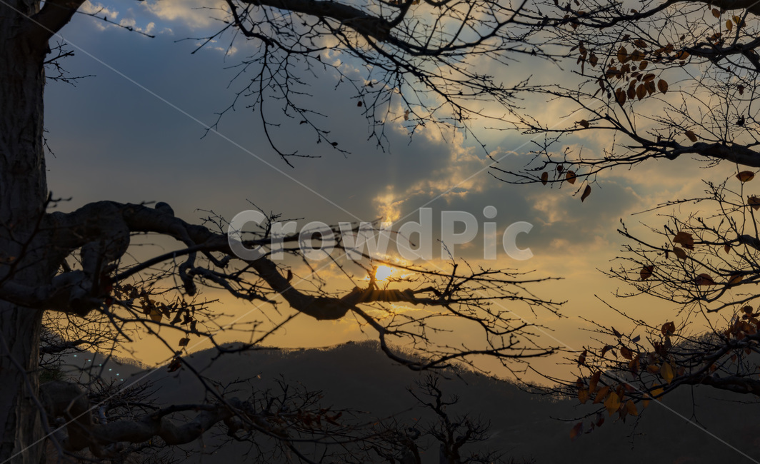 하늘,나무,태양,노을,석양,센셋,분위기,감성,자연,풍경,nature,landscape,silhouette,실루엣,outdoors,옥외