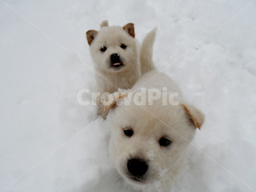 강아지,동물,시골개,인절미,눈,멍멍이,눈오는날,댕댕이,시골강아지,새끼,새끼강아지