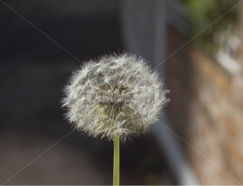 민들레씨,씨앗,민들레,민들레씨앗,씨,꽃씨,자연,식물,클로즈업,seed,plant,dandelion,green,녹색,그린,seeds,soft,부드러운,봄,spring,야외,정원
