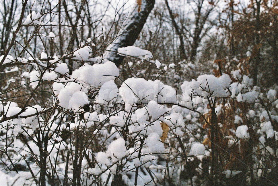 나무,자연,눈,겨울,tree,nature,snow,snowy,winter,산,mountain,forest,삼림지,초목,숲