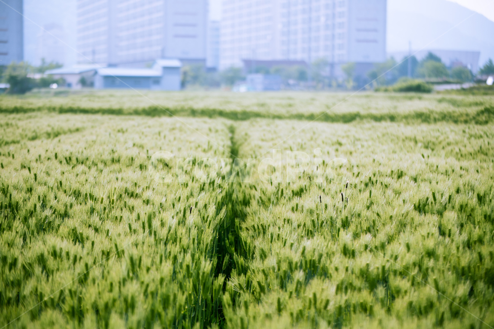 사천,삼천포,청보리,녹색,초록,봄,봄,계절,spring,season,grass,잔디,plant,식물