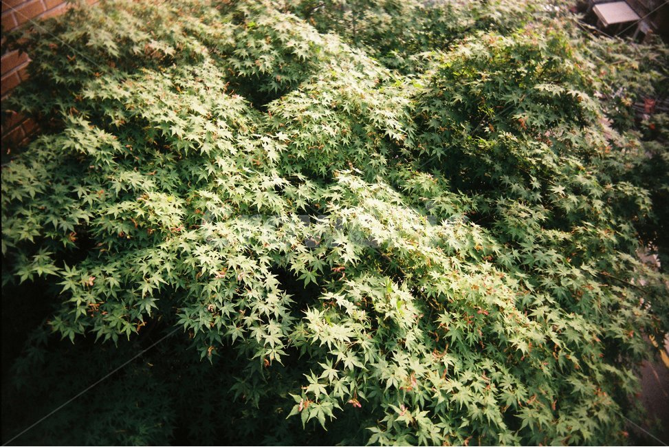 풍경,단풍,단풍나무,잎사귀,이파리,필름사진,필름카메라,식물,자연,plants,nature