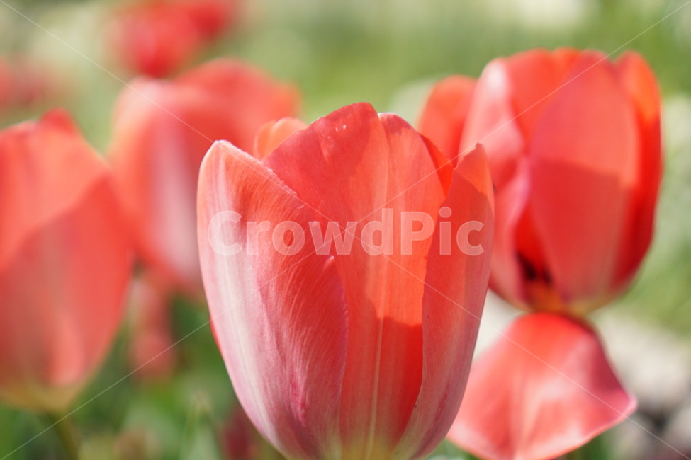 꽃,튤립,식물,정원,봄,주황튤립,주황꽃,가든,식물원,꽃밭,flower,tulip,plant,garden,green,초록이,blossom