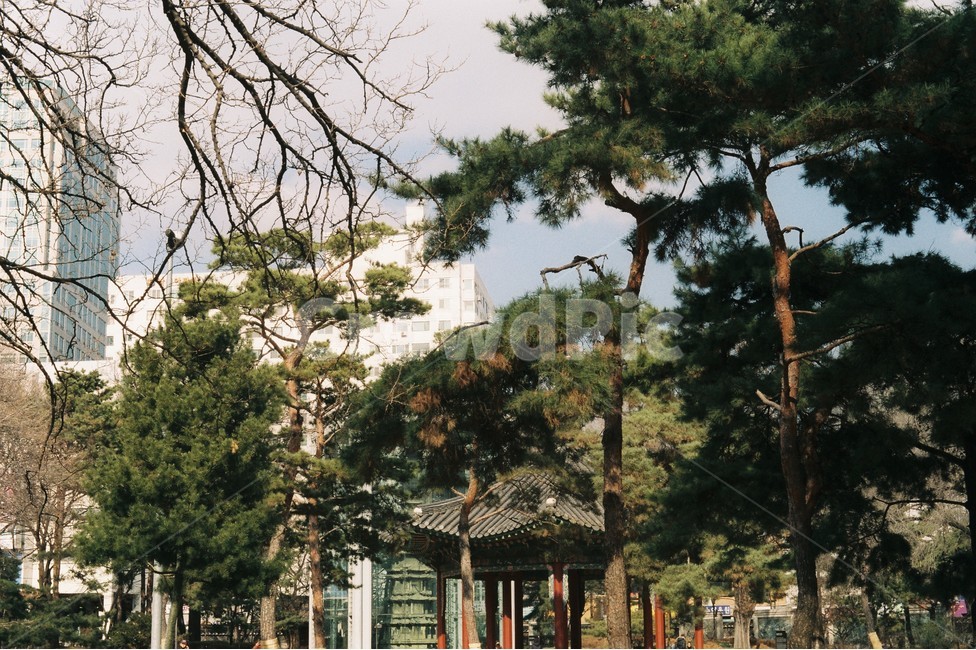 정자,탑골공원,한국전통,한옥,서울,도시,풍경,city,landscape,한국도시풍경,한국도시경관,korea cityscape,outdoors,옥외,garden,정원,arbour