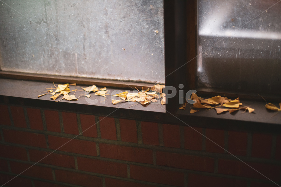 은행잎,은행나무잎,가을,감성,스냅,일상,나뭇잎,가을,계절,fall,autumn,season,감성,sensible,feeling