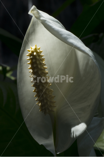 하얀꽃,여름꽃,열대,스파티필름,꽃,감정,감성,자연,계절,뷰티,beauty,macro,closeup,접사,매크로,확대,열대식물,열대꽃,flower,플라워,클로즈업