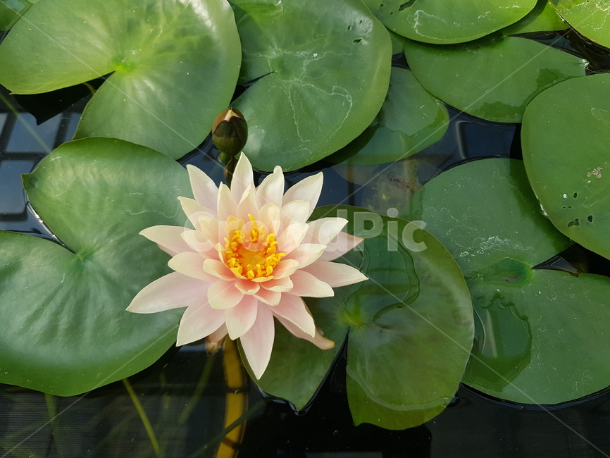 연꽃,연꽃잎,아름다운꽃,수련,자연의꽃,연못,식물,자연,plants,nature,꽃,flower