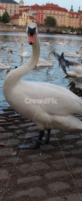 animal,새,백조,swan,goose,geese,거위,동물,animal,조류,새,birds