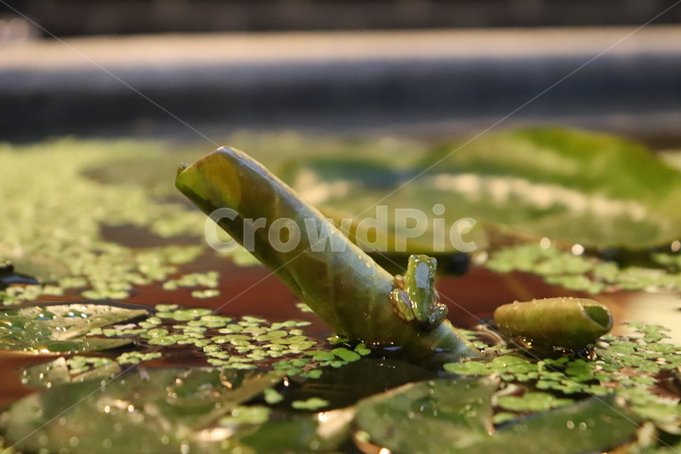 자연,풍경,연못,동물,동식물,연잎,개구리밥,개구리,nature,naturephoto,naturephotography,frog,lotus,lotusleaf,animal,청개구리,파충류,양서류,동물,animal,파충류,양서류,reptile,amphibian
