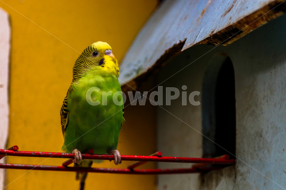 사랑앵무,앵무새,새,종물,야생,동물,animal,조류,새,birds