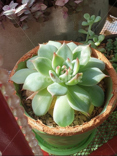 plant,식물,다육이,봄햇살,미니화분