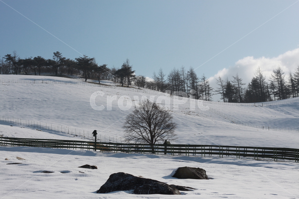 tree,나무,식물,자연,겨울,옥외,대관령,겨울,계절,winter,season,자연,풍경,nature,landscape