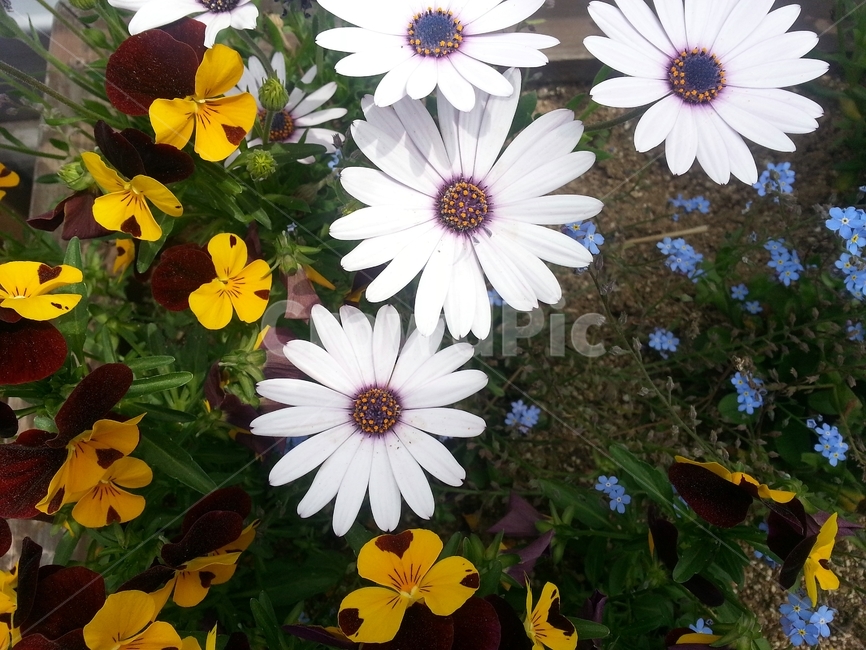 오스테오스펄멈,꽃,봄,자연,식물,아프리카원산,아프리칸데이지,flower,plant,floral,garden,Osteospermum,디모르포테카,데모루,오스테오스퍼멈,원예,아름다움,bloom,향기,화사,동그라미,꽃잎,암술,수술,beautiful,식물,자연,plants,nature,꽃,flower