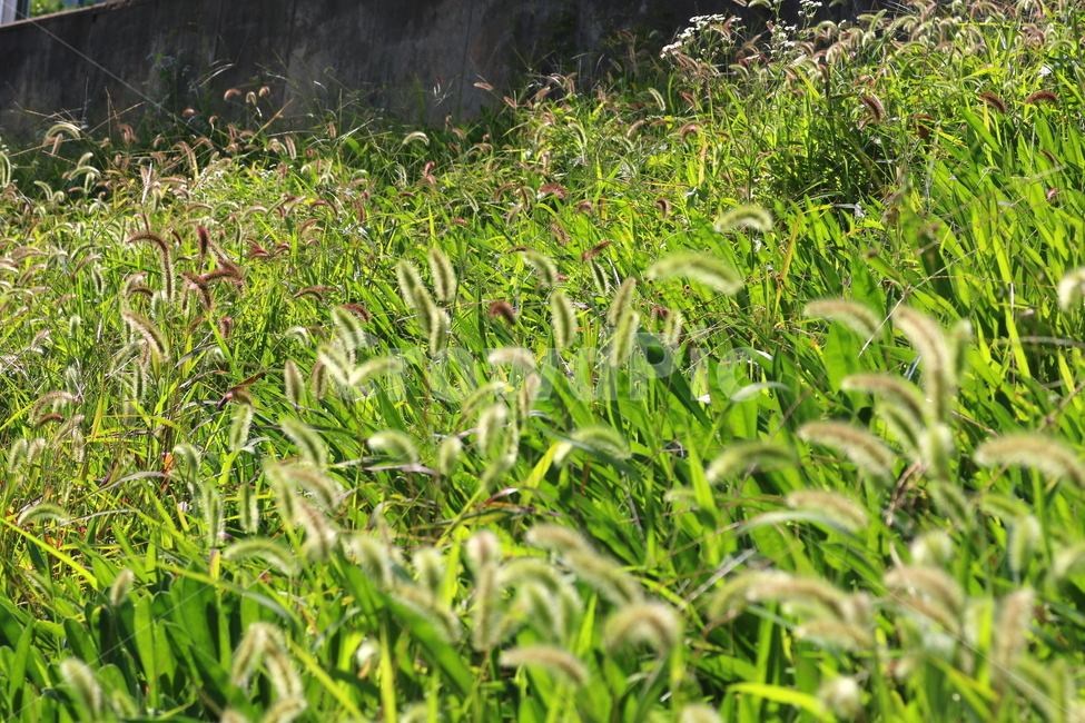 강아지풀,풀,잡초,들풀,자연,풍경,식물,자연,plants,nature