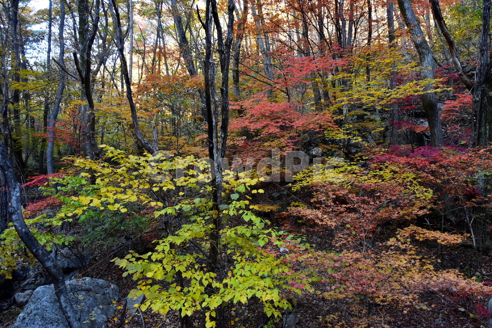 가을,단풍,울긋불긋,알록달록,형형색색,풍경,계절,시즌,아름다운,오색,치악산,부곡계곡,비경,감성,힐링,자연,가을,계절,fall,autumn,season,자연,풍경,nature,landscape,tree,나무,plant,식물,leaf,잎