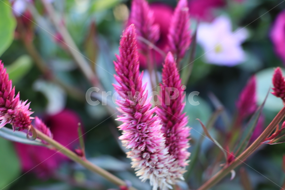 꽃,들꽃,야생화,flower,wildflower,식물,자연,plants,nature,꽃,flower