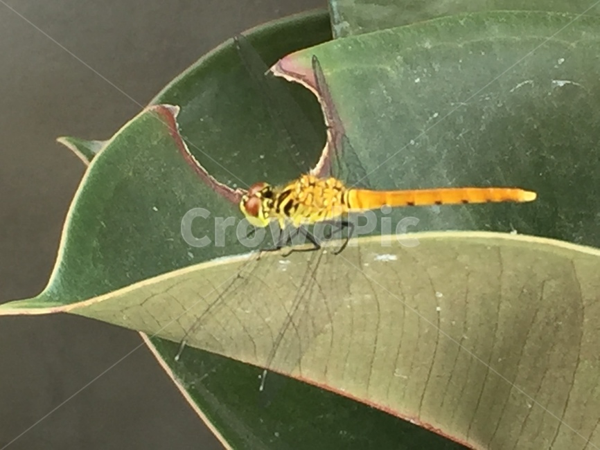 꽃잎,식물,plant,잠자리,곤충,곤충,벌레,insect,bug
