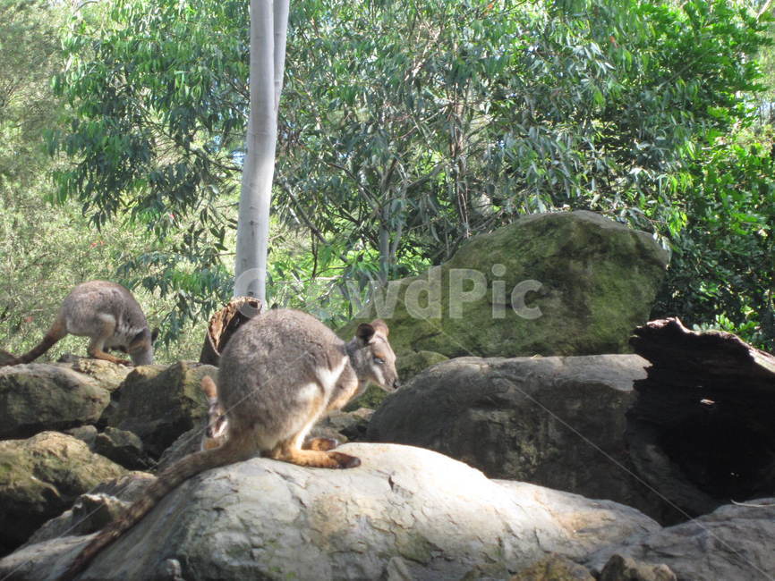 animal,kangaroo,캥거루,동물,호주,동물,animal,포유류,mammal