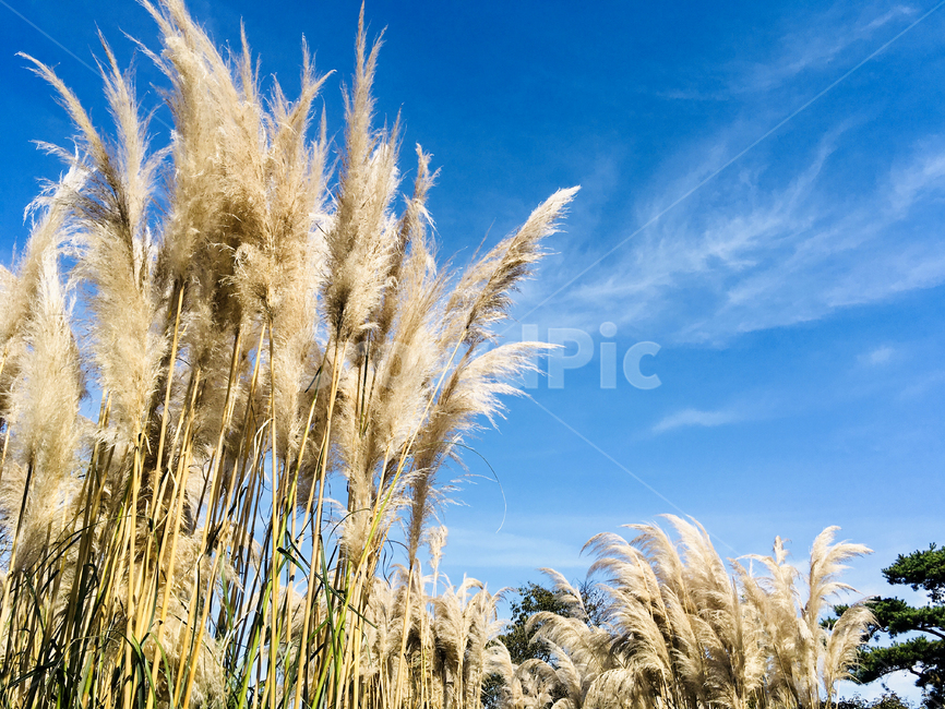 팜파스,하늘,태안,가을,grass,plant,식물,lawn,잔디,reed,갈대,가을,계절,fall,autumn,season,자연,풍경,nature,landscape